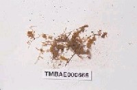 藏品(東亞羽枝苔)的圖片